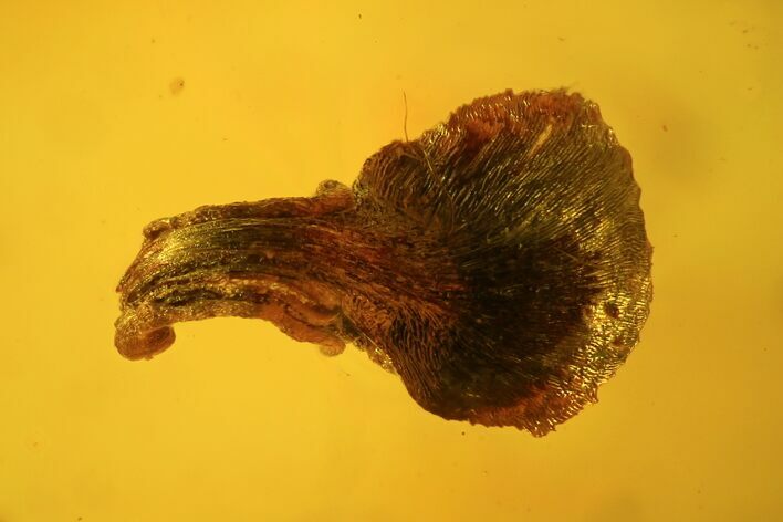 Fossil Leaf, Fly & Springtail In Baltic Amber #123419